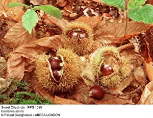 Sapling: Sweet / Spanish CHESTNUT - fruit and nuts protected