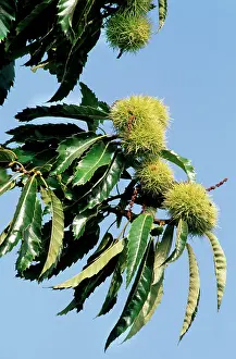 Husks: Sweet / Spanish Chestnut - husks on tree