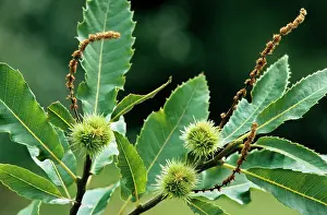 Husks: Sweet / Spanish Chestnut - husks on tree