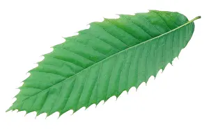 Veins: Sweet / Spanish CHESTNUT - Leaf