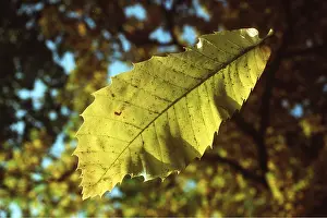 Chestnuts: Sweet / Spanish CHESTNUT - leaf
