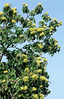 Husks: Sweet / Spanish chestnut - with young husks