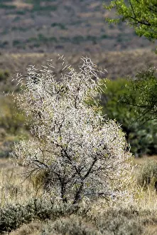 Thorns: Sweet thorn bush - showing the formidable array of thorns