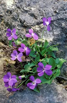 Odorata: Sweet VIOLET