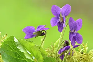 Odorata: Sweet Violet - several blossoms in spring