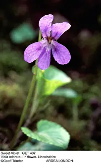 Odorata: SWEET VIOLET - IN FLOWER
