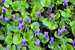 Odorata: Sweet Violets - in spring on woodland bank