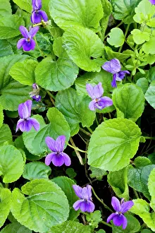 Odorata: Sweet Violets - in spring on woodland bank
