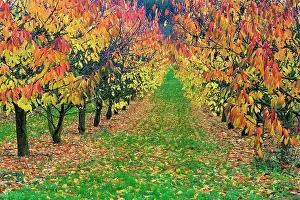 Avium: Sweet / Wild Cherry Tree Orchard - in autumn colour