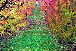 Avium: Sweet / Wild Cherry Tree Orchard - in autumn colour