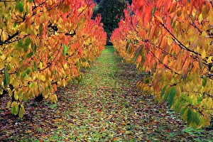 Avium: Sweet / Wild Cherry Tree Orchard - in autumn colour