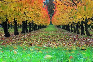 Avium: Sweet / Wild Cherry Tree Orchard - in autumn colour