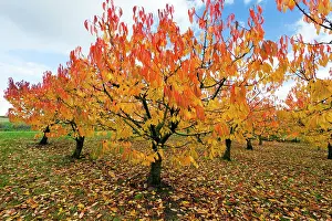 Avium: Sweet / Wild Cherry Tree Orchard - in autumn colour
