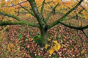 Avium: Sweet / Wild Cherry Tree Orchard - in autumn colour