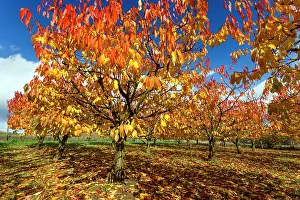 Avium: Sweet / Wild Cherry Tree Orchard - in autumn colour