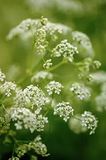 Odorata: Sweetcicely
