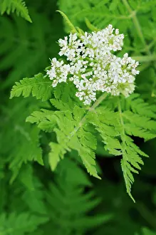 Odorata: Sweetcicely