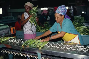 Sweetcorn: Sweetcorn