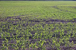 Sweetcorn: Sweetcorn