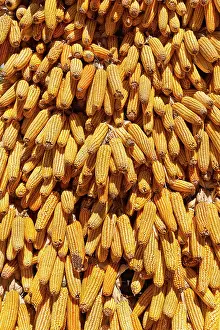 Sweetcorn: Sweetcorn