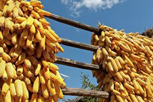 Sweetcorn: Sweetcorn