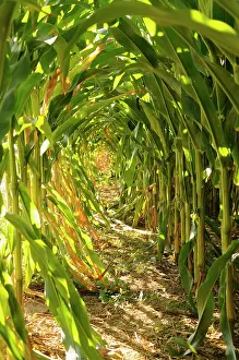 Sweetcorn: Sweetcorn