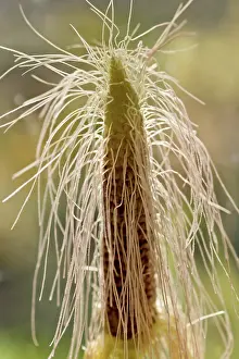 Sweetcorn: Sweetcorn