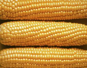Sweetcorn: Sweetcorn
