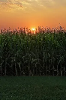 Sweetcorn: Sweetcorn, Zea mays. Field of growing sweetcorn