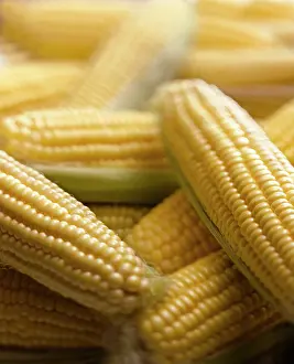 Superfood: Sweetcorn, Zea mays, Several yellow cobs with green