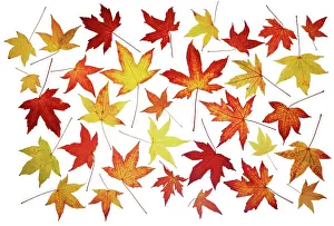 Redgum: Sweetgum