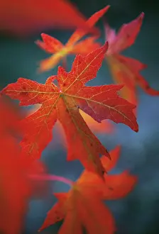Redgum: Sweetgum