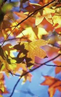Redgum: Sweetgum