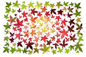 Combined: Sweetgum