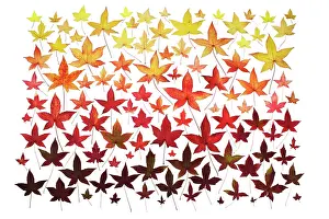 Combined: Sweetgum