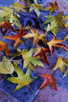 Redgum: Sweetgum