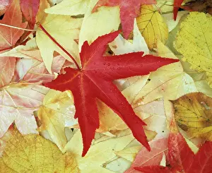 Redgum: Sweetgum