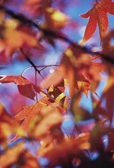 Ageing: Sweetgum