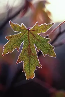 Ageing: Sweetgum
