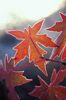 Ageing: Sweetgum