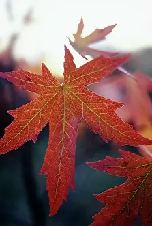 Maturing: Sweetgum
