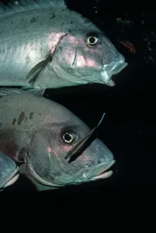 Sweetlips: Sweetlip - with Cleaner Wrasse (Labroides dimidiatus)
