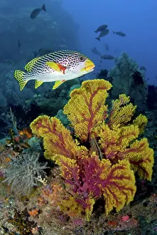 Irian: Sweetlip fish swims over gorgonian coral