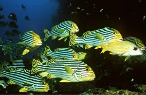 Stripes: SWEETLIP - SHOAL