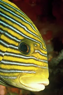 Sweetlips: Sweetlips Fish - close-up of face