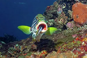Sweetlips: Sweetlips (Gaterin orentalis) opens mouth for Bluestreak