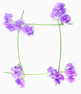 Lathyrus: Sweetpea