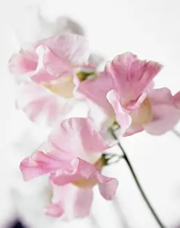 Lathyrus: Sweetpea