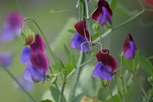 Lathyrus: Sweetpea