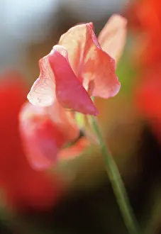 Lathyrus: Sweetpea
